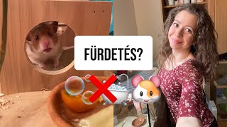 Hogyan fürdik a hörcsög?🐹