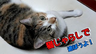 猫じゃらしで遊ぼう！Let's play with a cat toy！ 392