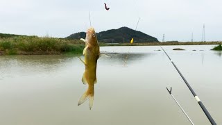 乡村野钓资源好，小伙钓鱼两小时，全是黄骨鱼，钓到不想钓了