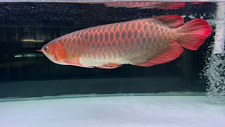 Don't miss!!🔥🔥 Super Red Arowana 20\