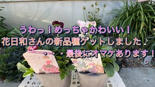 花日和さんの素敵なパンビオ植え付け！【ティアード】【ファルダ】【シエルブリエ】【ペルクレア】【華あられ】【園芸男子】【ガーデニング作業】