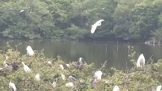 沼井公園でサギ集団