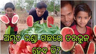 ଅମୃତଭଣ୍ଡା ଗଛରେ ତରଭୁଜ ହବ କି?||Papaya tree will be Water melon?|odia Vlog ||village life||cute couple