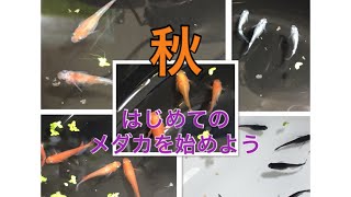 ふじやんメダカ 秋から始めよう はじめてのメダカ その１