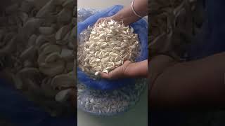 90 rupees per kg  . சுத்தமான தரமான வெள்ளை பூண்டு