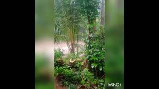 ഇന്നത്തെ മഴയും, മീനച്ചിലാറും.