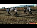 jabardast khillari racing bulls running in bullock cart race