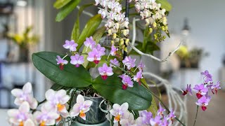 Aerides odorata, Phal Liu’s triprince and cute no ID phalaenopsis in bloom