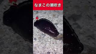 なまこの潮吹き