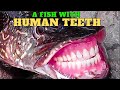 Toothy Marvels: The Fish with Human-Like Teeth