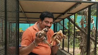 INTRODUCING  THE GIRIRAJA CHICKS IN MY FARM.