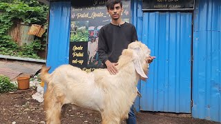 Sabse Saste Aur Palehue Bakre At Patel Goats World Marol Mumbai.