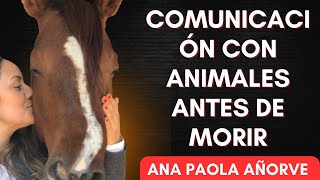 AYUDO A LOS ANIMALES A UN BUEN MORIR