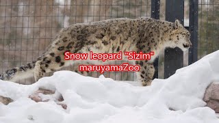 雪の日のシジムです（円山動物園　ユキヒョウのシジム）