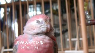 アキクサインコのモモちゃん...じゃないよぉ～～(´；ω；`)ｳｩｩ　Bourke's parrot (Momo-chan)