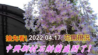 【花開現況~搶先看!】2022.04.17.中興新村光明三路天宮石斛蘭盛開了! 4k