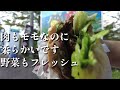 【佐世保バーガーあいかわ】毎日3食これ食べたい【はらぺこグルメ】