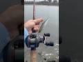 Big LIVE Bait Caught With Cast NET! #fishingvideo #fishingequipment