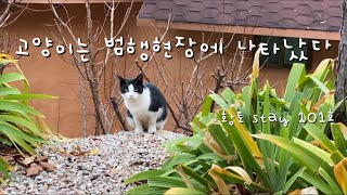 누가 내 츄르를 먹었을까? 🐈🍚 / 고양이 / 고양이집사 / 예비집사 / 길냥이 / 간택 /츄르