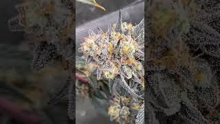 Jelly Breath Almost Ready For Harvest Organic Cannabis Grow