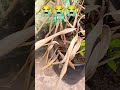 ଆଜି ଏମିତି କଣ ପାଇଁ ହେଲା 😭😭😭 plantgrowingtips