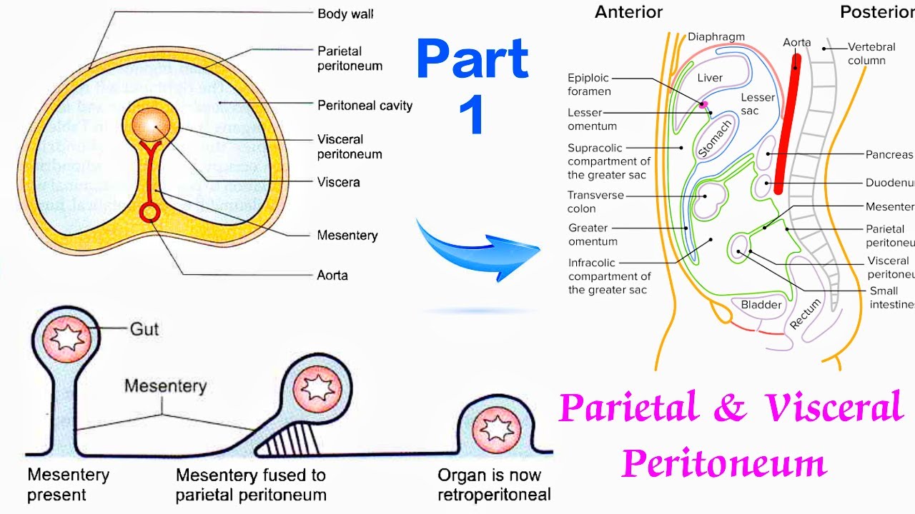 Peritoneum Anatomy | Parietal And Visceral Peritoneum | Part 1 ...