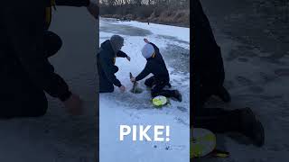 ICE FISHING! NORTHERN PIKE! #icefishing #fishing #pikefishing #northernpike