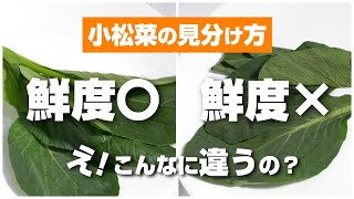 小松菜の見分け方・選び方、おいしさと鮮度を見分けるコツを紹介！