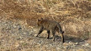 ムビる00624 話しかけてくるサバトラ猫