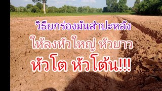 วิธียกร่องมันสำปะหลัง ให้ได้ผลผลิตสูง