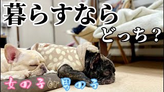 【愛犬】犬の性別って気にした事ある？オス犬とメス犬の飼いやすさや特徴を解説！これからワンちゃんを飼う人達に必見です！！【ペット】