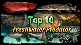 Top 10 Freshwater Predator Fish for Aquariums - Top 10 Freshwater Monster Fish