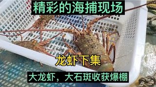 龙虾下集,精彩的海捕现场,渔民出海捕获大龙虾,大石斑收获爆棚