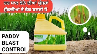 ਝੋਨੇ ਚ ਫ਼ੋਕ ਕਿਉਂ ਬਣਦੀ ਹੈ • Paddy Leaf Blast control by Seltima