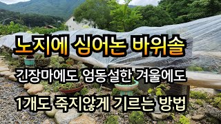 노지에 심어놓은 바위솔, 긴장마에도 엄동설한 겨울에도 하나도 죽지않게 기르는 방법,여기에 상추 심으면 장마철에도 먹을수 있어요