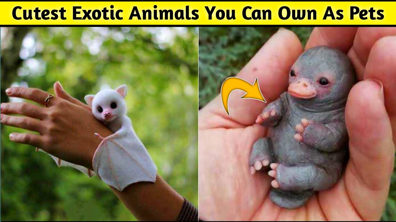 Cutest Exotic Animals You Can Own As Pets | Fact Desire | Hindi ...