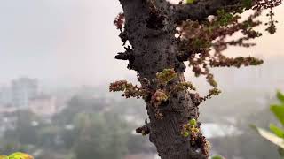 টক স্বাদের ফলের মধ্যে অন্যতম অরবড়ই।