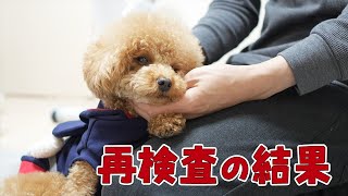 健康診断で異常が発覚した愛犬の再検査の結果が出ました