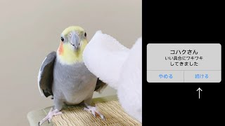 ボディタッチNGの鳥をくすぐれるか試してみました オカメインコこはくさん