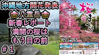 2023年　新春八重岳　桜レポート#1　桜満開はもう目の前