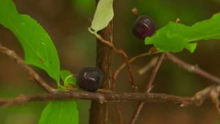 Black Huckleberry - Vaccinium membranaceum. Identification and characteristics