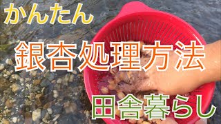 カンタン銀杏処理方法