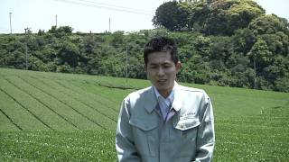 静岡　掛川・深蒸し茶　産地からのメッセージ　2011/05/19