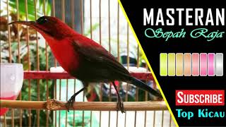 King Konin Gacor Nembak Cililin Masteran Terbaik