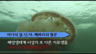 [ 바다의 살.인.마. 해파리 ] 1마리가 5000마리로???  (full ver.)