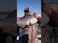 how to find and catch big bluecatfish during a winter shadkill