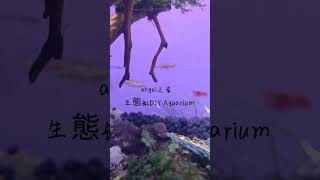 生態缸 | 療愈♻魚缸 | DIY Ecosystem Natural Aquarium | 大自然循環♻魚缸