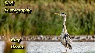 How to Photograph Grey Herons