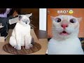 The Best Dog CatFail Compilation EVER! ~ Pets Sglobal