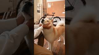 #dogbehavior #dogcam #dogfeeding #dog #dogs #doglover #dogs #dogsofinstagram #doglife #unstoppable